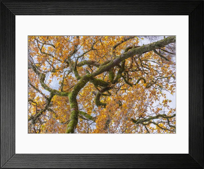 Framed Print : Scottish forest close up of branch in Autumn Framed Print : Scottish forest close up of branch in Autumn