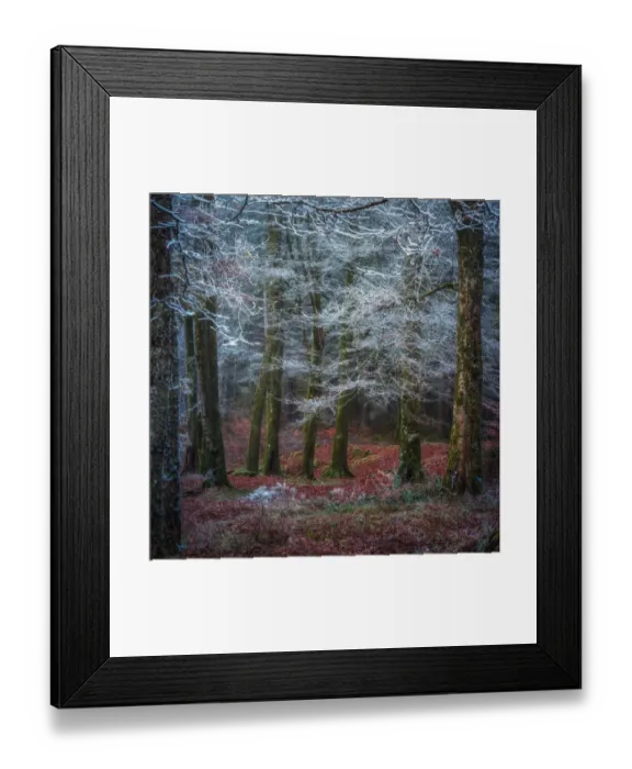 Framed Print : Scottish forest Framed Print : Scottish forest