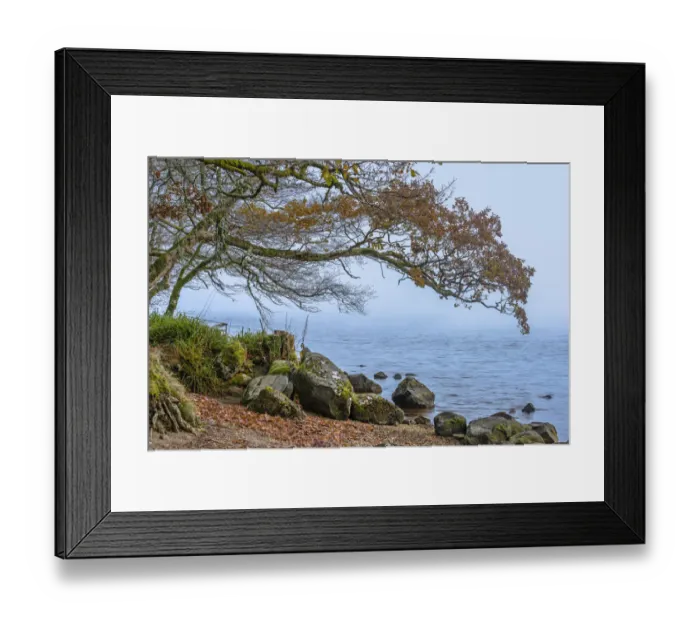 Framed Print : Scottish forest Framed Print : Scottish forest