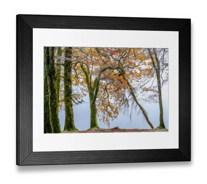 Framed Print : Scottish forest Framed Print : Scottish forest