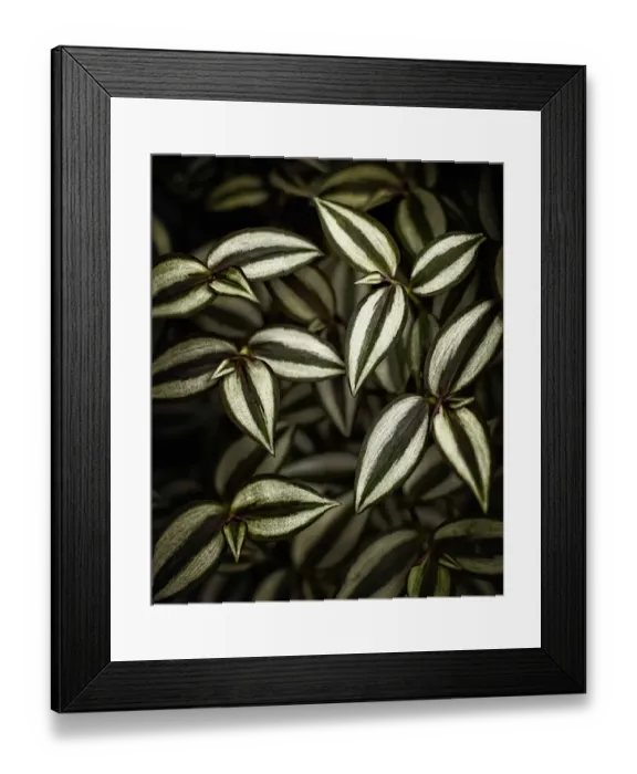 Framed Print : Closeup of Tradescantia zebrina Framed Print : Closeup of Tradescantia zebrina