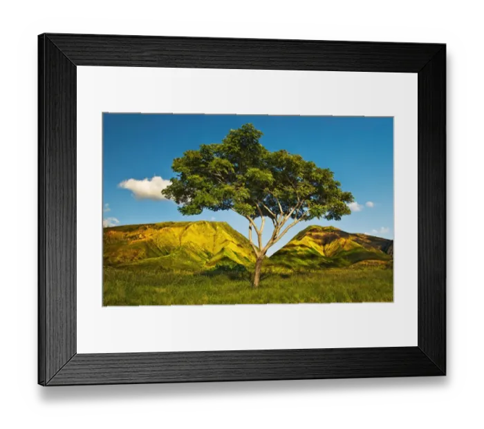 Framed Print : Solitary Honoapilani Tree at First Light Framed Print : Solitary Honoapilani Tree at First Light