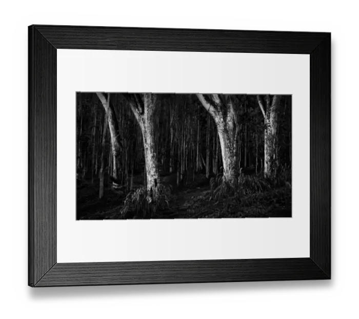 Framed Print : Scary dark forest Framed Print : Scary dark forest