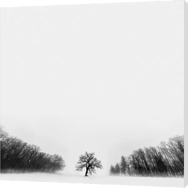 Winter Tree located in rural Rock County Wisconsin