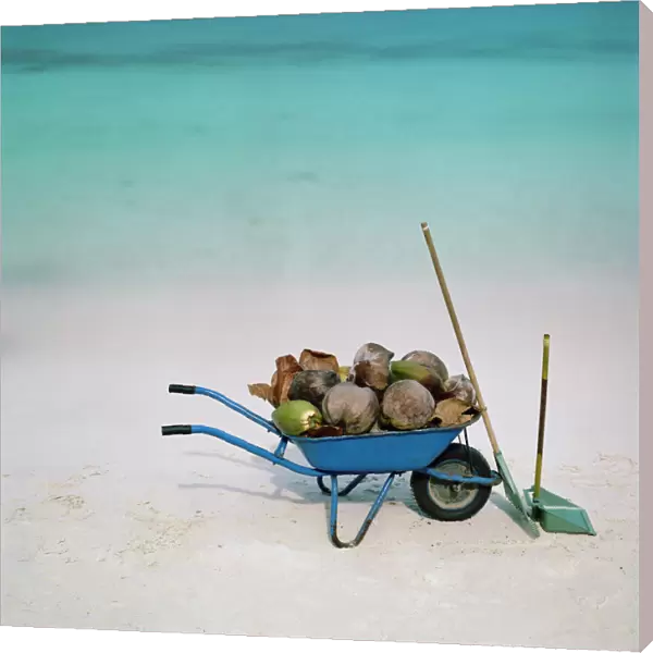 Adnet, No People, Outdoors, Day, Square Image, Large Group Of Objects, Coconut