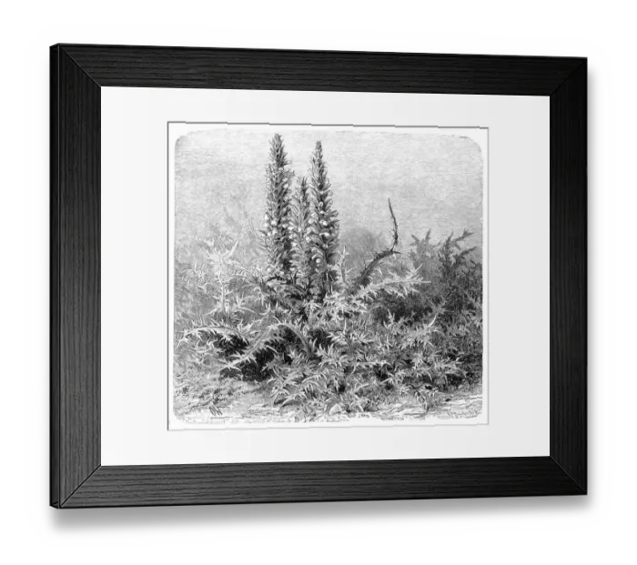 Framed Print : Acanthus mollis, bears breeches, sea dock, bearsfoot or oyster plant Framed Print : Acanthus mollis, bears breeches, sea dock, bearsfoot or oyster plant