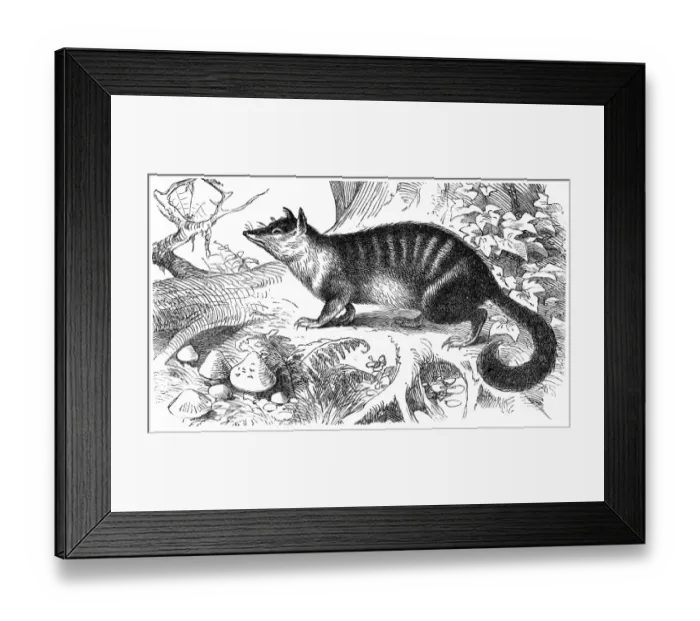 Framed Print : The numbat (Myrmecobius fasciatus) Framed Print : The numbat (Myrmecobius fasciatus)