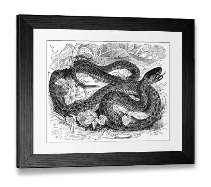 Framed Print : Rat snake (coronella laevis) Framed Print : Rat snake (coronella laevis)