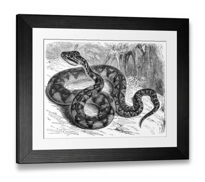 Framed Print : Mapepire zanana (Lachesis muta)