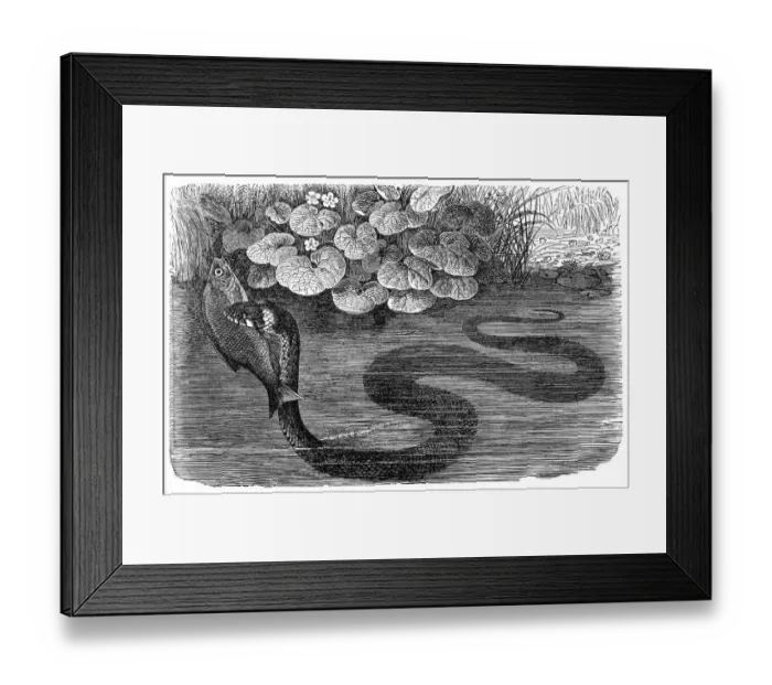 Framed Print : Grass snake (Natrix natrix), ringed snake or water snake Framed Print : Grass snake (Natrix natrix), ringed snake or water snake