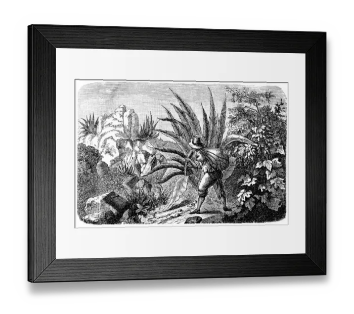 Framed Print : Mexican Agave Harvester for Tequila Framed Print : Mexican Agave Harvester for Tequila