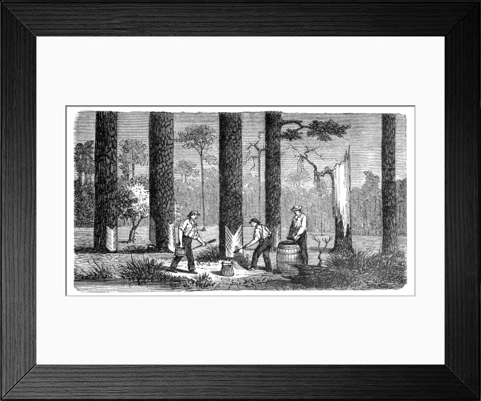 Framed Print : Turpentine resin harvesting Framed Print : Turpentine resin harvesting