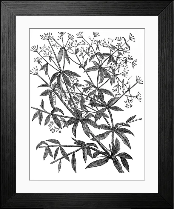 Framed Print : Rubia tinctorum or common madder Framed Print : Rubia tinctorum or common madder