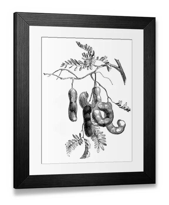 Framed Print : Tamarind (Tamarindus indica)