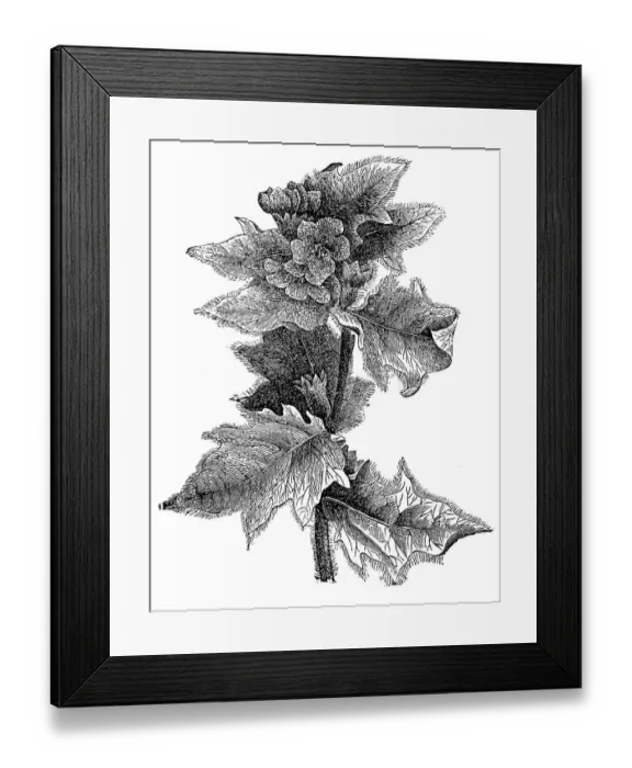 Framed Print : Hyoscyamus niger (henbane, black henbane or stinking nightshade) Framed Print : Hyoscyamus niger (henbane, black henbane or stinking nightshade)