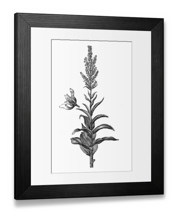 Framed Print : Veratrum album (false helleborine, white hellebore, European white hellebore, or white veratrum) Framed Print : Veratrum album (false helleborine, white hellebore, European white hellebore, or white veratrum)