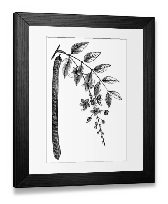 Framed Print : Cassia. illustration of a Cassia Framed Print : Cassia. illustration of a Cassia