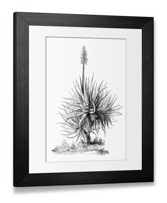 Framed Print : Aloe Vera (aloe socotrina)