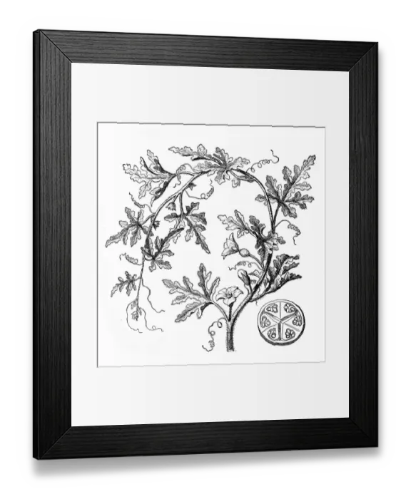 Framed Print : Citrullus colocynthis, colocynth, bitter apple, bitter cucumber, desert gourd, vine of Sodom or wild gourd Framed Print : Citrullus colocynthis, colocynth, bitter apple, bitter cucumber, desert gourd, vine of Sodom or wild gourd