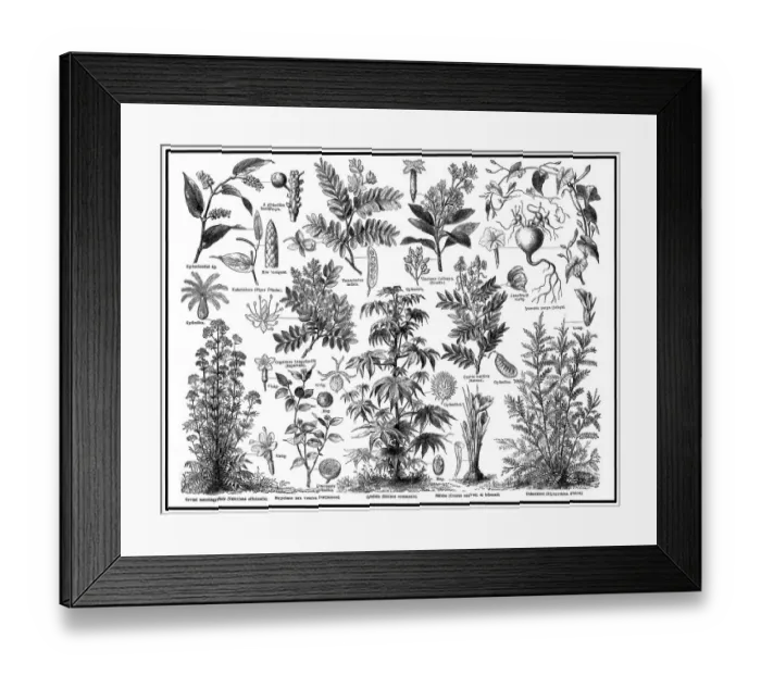 Framed Print : Medical plants Framed Print : Medical plants
