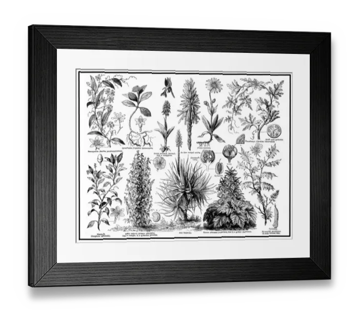 Framed Print : Medical plants Framed Print : Medical plants