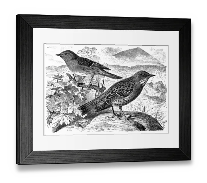Framed Print : Dunnock, Prunella modularis and alpine accentor, Prunella collaris Framed Print : Dunnock, Prunella modularis and alpine accentor, Prunella collaris