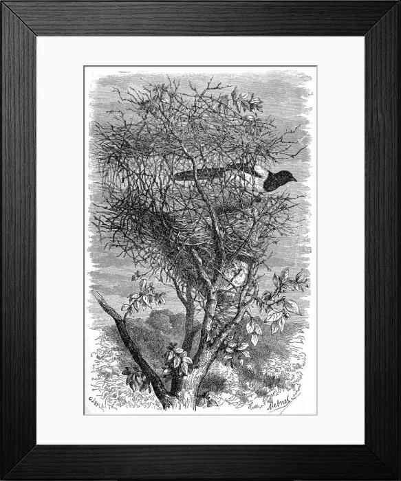 Framed Print : Magpies nest Framed Print : Magpies nest