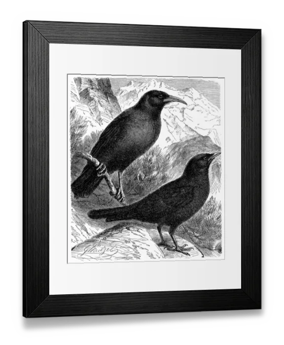 Framed Print : The Alpine chough and yellow-billed chough, (Pyrrhocorax graculus) Framed Print : The Alpine chough and yellow-billed chough, (Pyrrhocorax graculus)