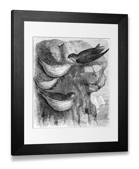 Framed Print : Swift. illustration of a Swift nest Framed Print : Swift. illustration of a Swift nest