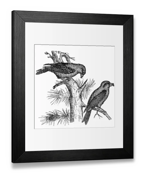 Framed Print : The red crossbill (Loxia curvirostra) Framed Print : The red crossbill (Loxia curvirostra)