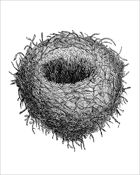 The Eurasian jay (Garrulus glandarius) nest