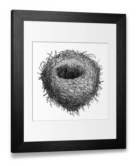 Framed Print : The Eurasian jay (Garrulus glandarius) nest Framed Print : The Eurasian jay (Garrulus glandarius) nest