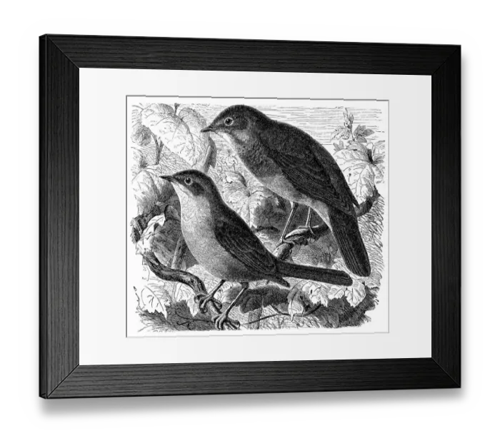 Framed Print : Common nightingale, Luscinia megarhynchos and Thrush nightingale, Luscinia luscinia Framed Print : Common nightingale, Luscinia megarhynchos and Thrush nightingale, Luscinia luscinia