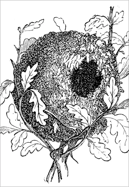 Nest of the Eurasian wren (Troglodytes troglodytes)