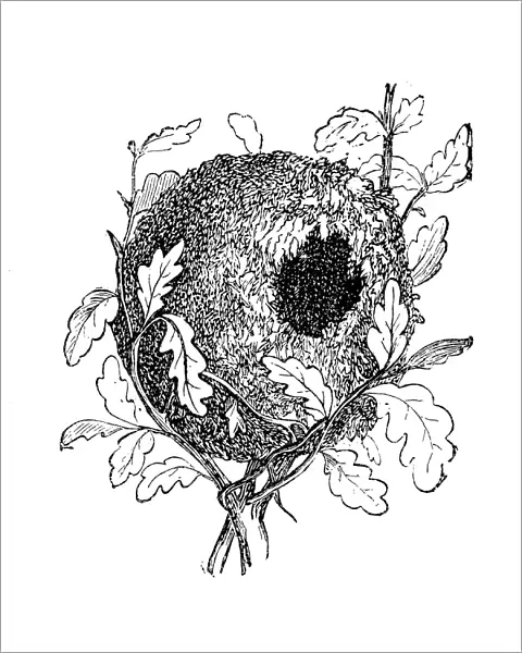 Nest of the Eurasian wren (Troglodytes troglodytes)