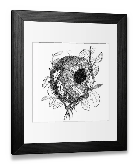 Framed Print : Nest of the Eurasian wren (Troglodytes troglodytes) Framed Print : Nest of the Eurasian wren (Troglodytes troglodytes)