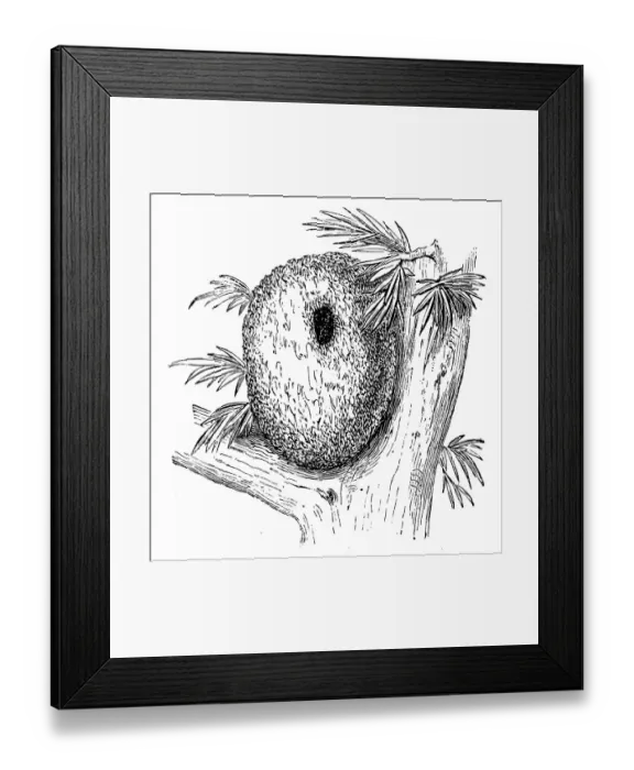 Framed Print : Long tailed tit nest (aegithalos caudatus) Framed Print : Long tailed tit nest (aegithalos caudatus)