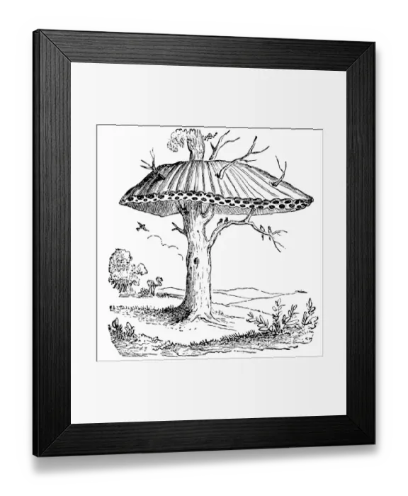 Framed Print : Sociable Weaver-bird, or Republican-bird nest Framed Print : Sociable Weaver-bird, or Republican-bird nest