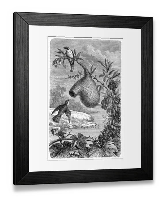 Framed Print : Long tailed tit (aegithalos caudatus)