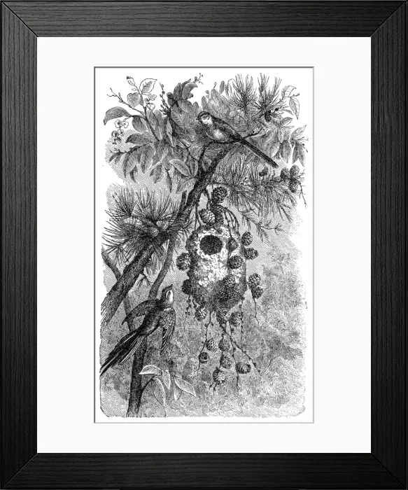Framed Print : Long tailed tit (acredula caudata) Framed Print : Long tailed tit (acredula caudata)