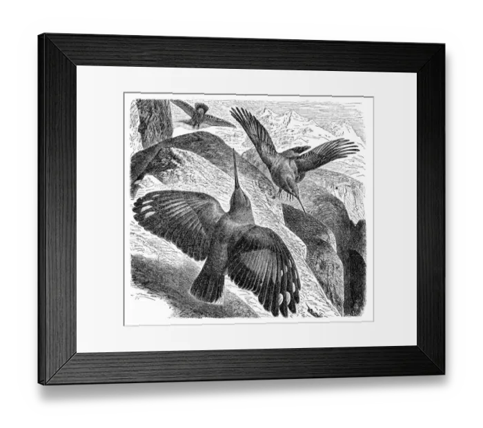 Framed Print : The wallcreeper (Tichodroma muraria) Framed Print : The wallcreeper (Tichodroma muraria)