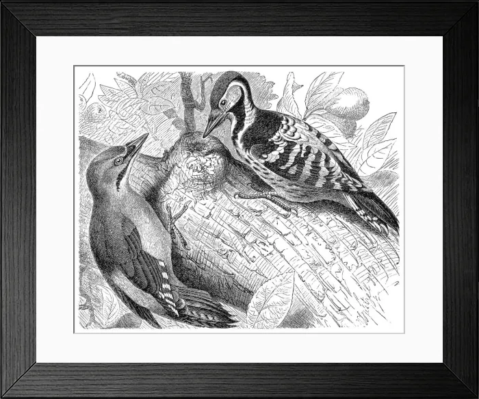 Framed Print : Grey-headed and White-backed Woodpecker Framed Print : Grey-headed and White-backed Woodpecker