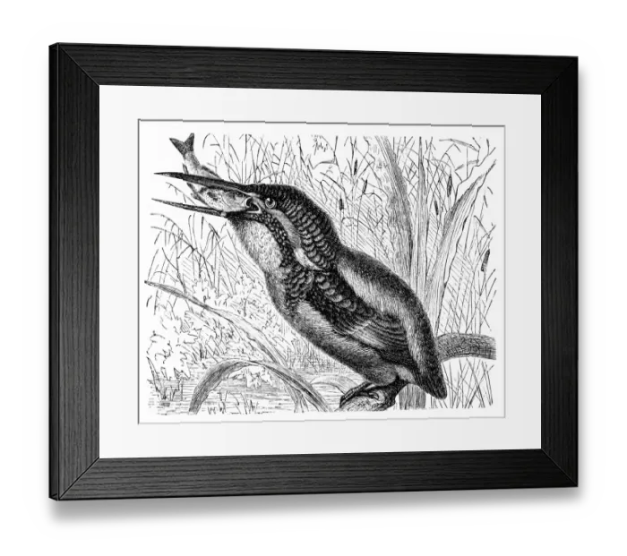 Framed Print : The common kingfisher, Eurasian kingfisher, river kingfisher (Alcedo atthis) Framed Print : The common kingfisher, Eurasian kingfisher, river kingfisher (Alcedo atthis)
