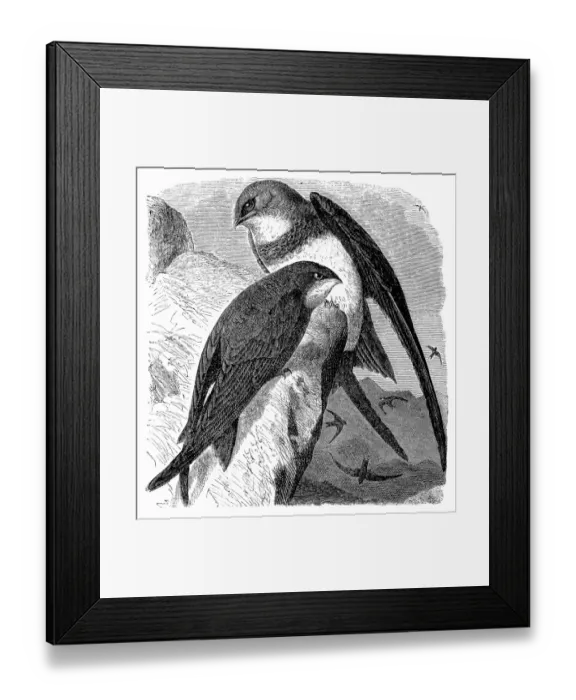 Framed Print : White bellied swift and swift Framed Print : White bellied swift and swift