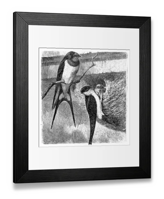 Framed Print : Barn swallow (hirundo rustica) and common house martin (Chelidon urbica) Framed Print : Barn swallow (hirundo rustica) and common house martin (Chelidon urbica)
