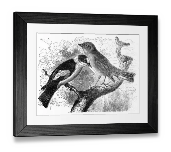 Framed Print : Red-Breasted Flycatcher - Muscicapa parva and Brown Flycatcher - Muscicapa collaris Framed Print : Red-Breasted Flycatcher - Muscicapa parva and Brown Flycatcher - Muscicapa collaris