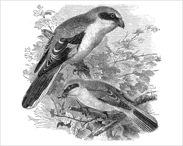 Great grey shrike, Lanius excubitor and red-backed shrike, Lanius collurio