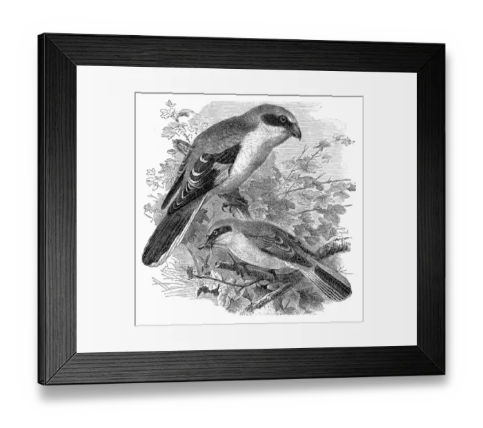Framed Print : Great grey shrike, Lanius excubitor and red-backed shrike, Lanius collurio