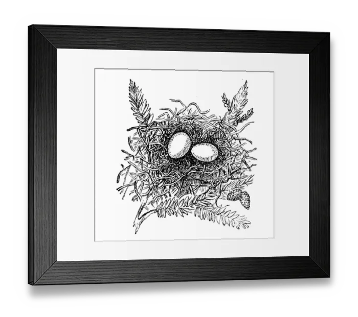 Framed Print : Nest of The European turtle dove (Streptopelia turtur) Framed Print : Nest of The European turtle dove (Streptopelia turtur)