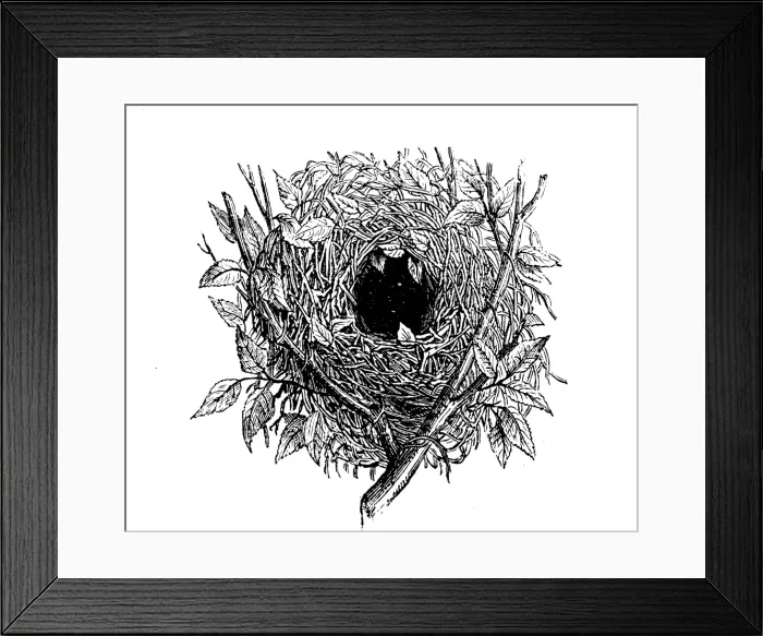 Framed Print : Nest of sparrow Framed Print : Nest of sparrow